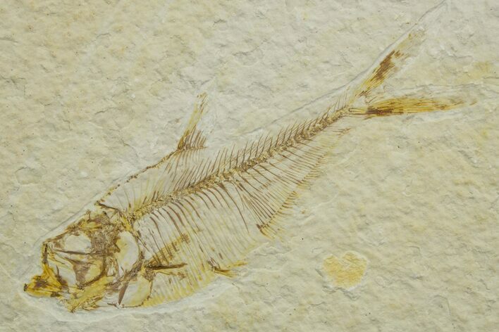 Fossil Fish (Diplomystus) - Wyoming #363906